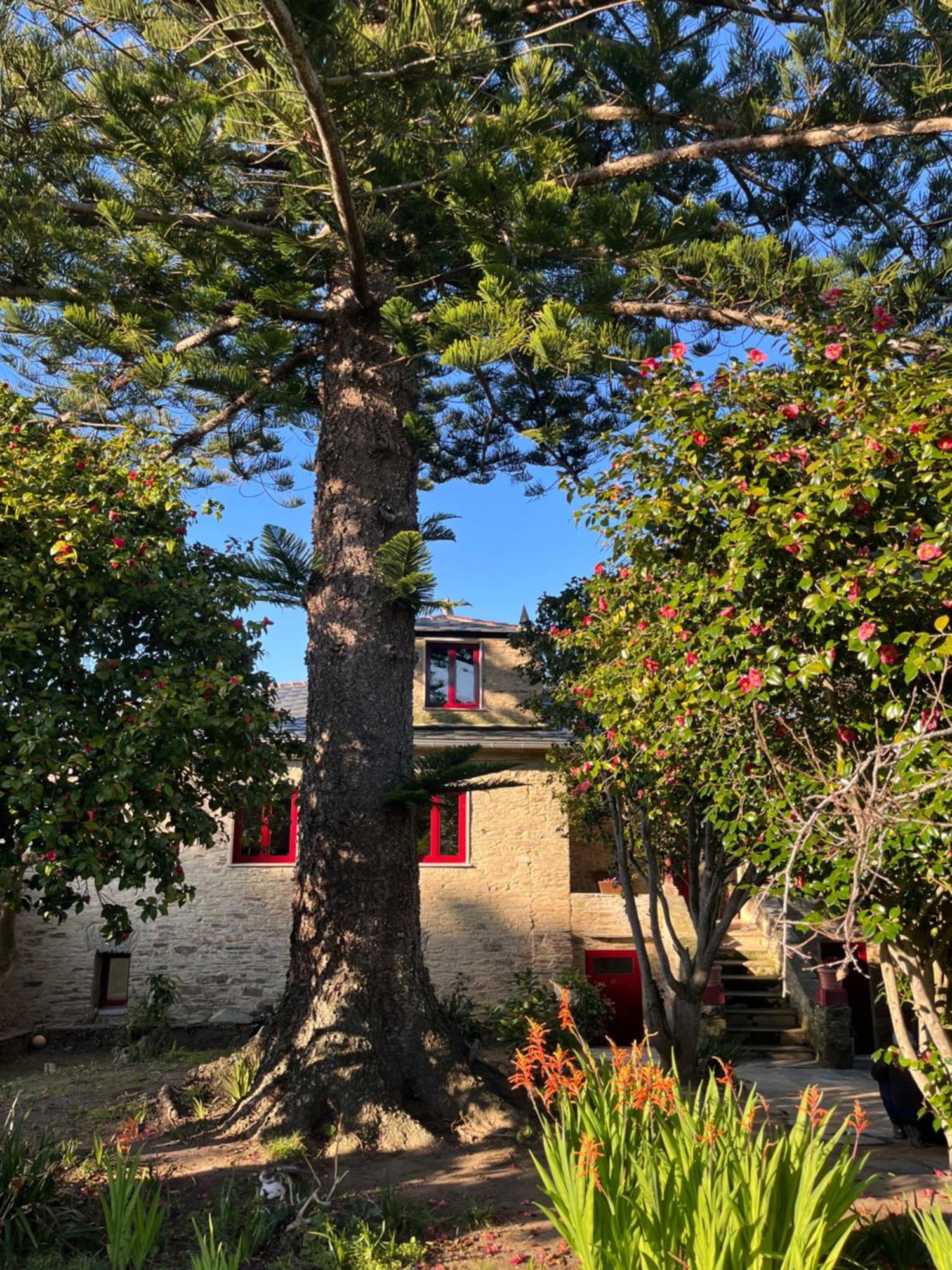 Araucaria House Pensionat Barreiros Exteriör bild
