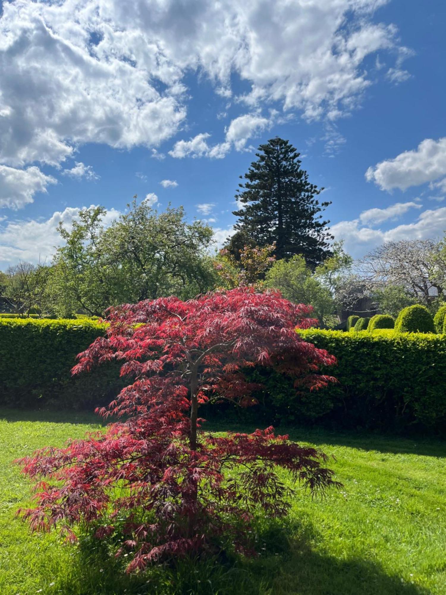 Araucaria House Pensionat Barreiros Exteriör bild